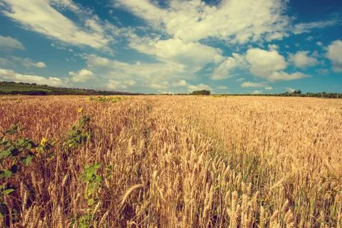 Wheat field 스톡 사진