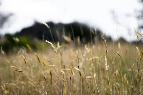 Wheat field Stockfoto's