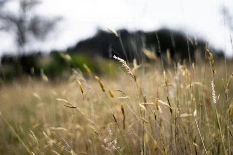 Wheat field Stock Photos