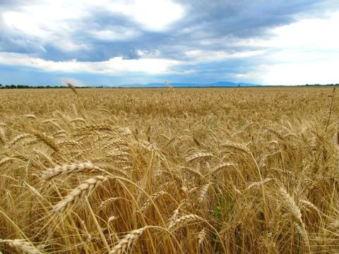 Wheat field. Stock Photos