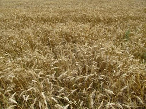 Wheat field. Stock Photos