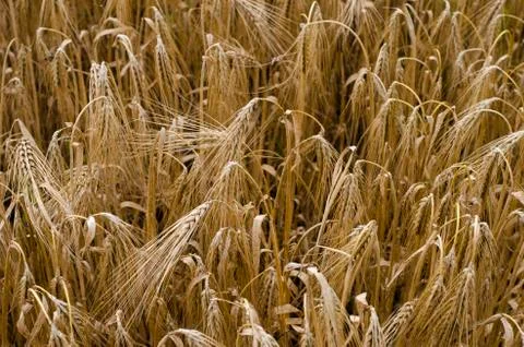 Wheat field Stock-Fotos