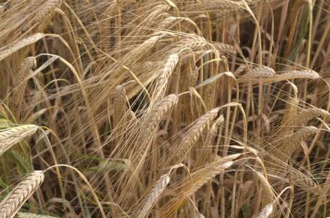 Wheat Field Stock Photos