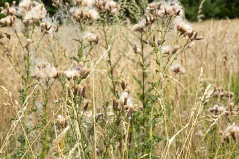 Wheat field Stock Photos