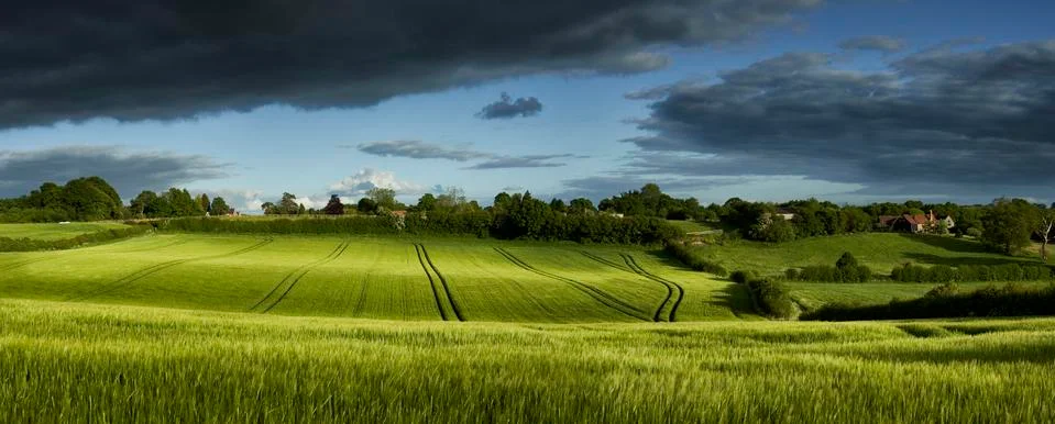 Wheat Field Stock Photos