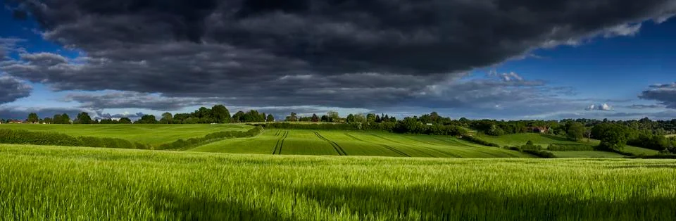 Wheat Field Stock Photos
