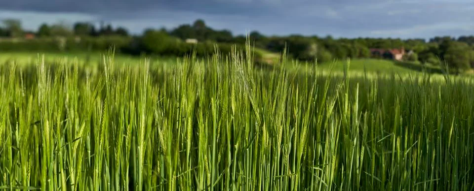 Wheat Field Stock Photos