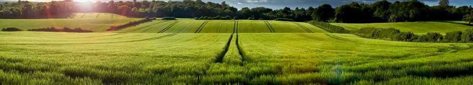 Wheat Field Foto stock