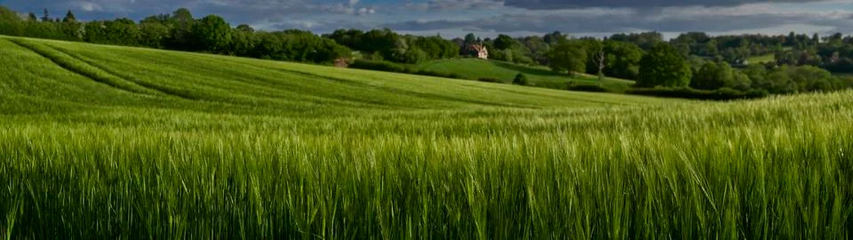 Wheat Field Stock Photos