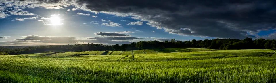 Wheat Field Stock Photos