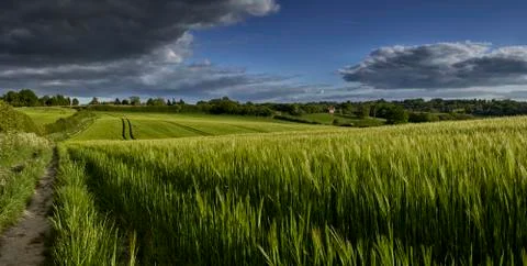 Wheat Field Stock Photos