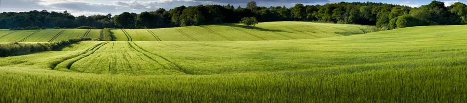 Wheat Field Stock Photos
