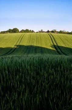 Wheat Field Stock Photos