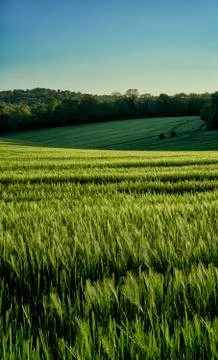 Wheat Field Stock Photos
