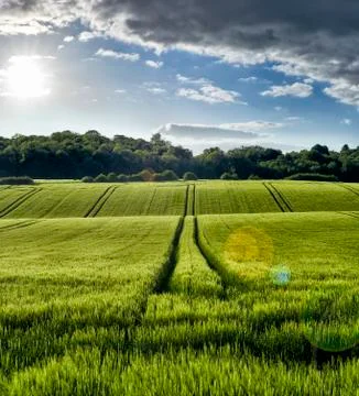 Wheat Field Stock Photos
