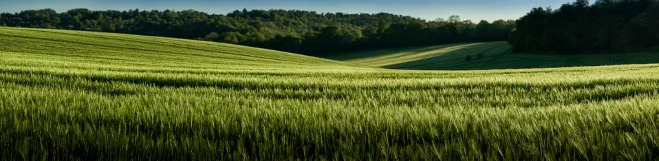 Wheat Field Stock Photos