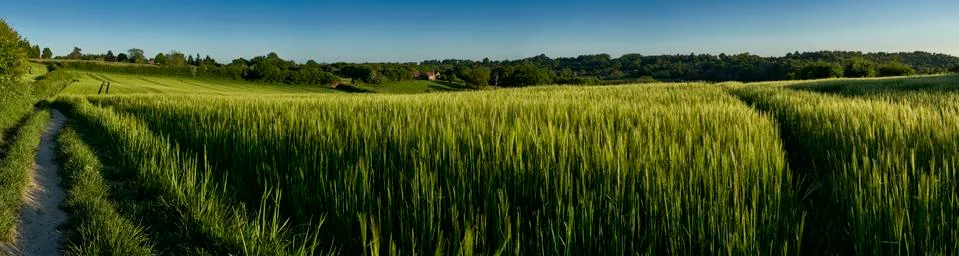 Wheat Field Stock Photos
