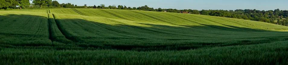 Wheat Field Foto stock