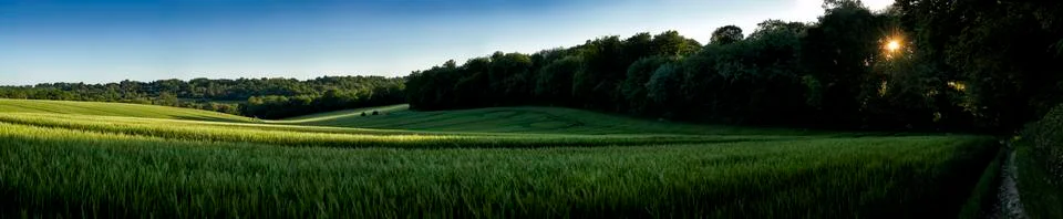 Wheat Field Stock Photos