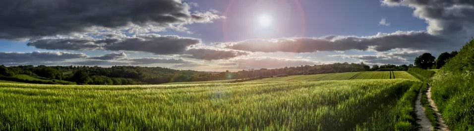 Wheat Field Stock Photos