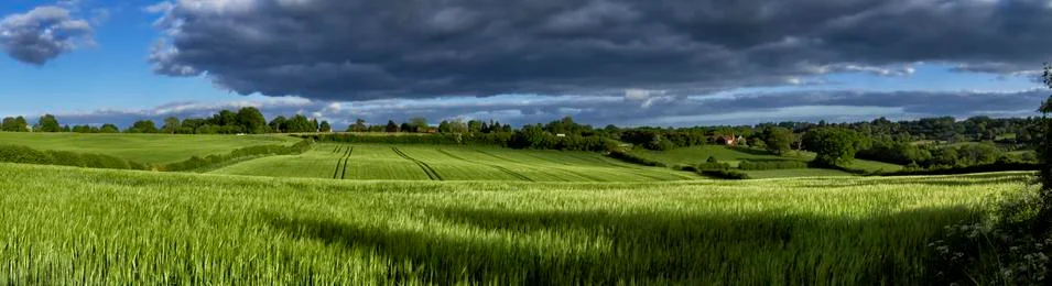 Wheat Field Stock Photos