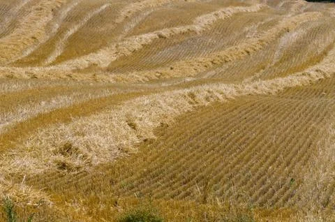 Wheat field Stock Photos
