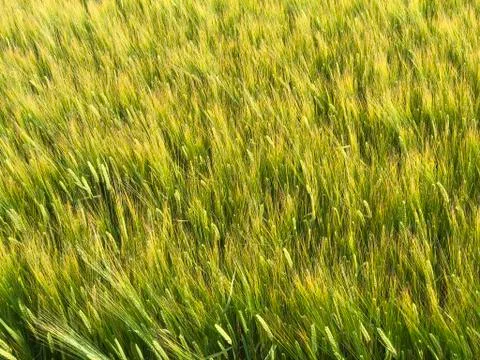 Wheat field Stock Photos
