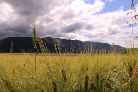 Wheat field Stock Photos