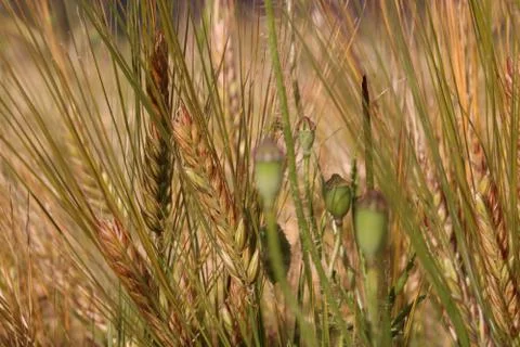 Wheat field Stock Photos