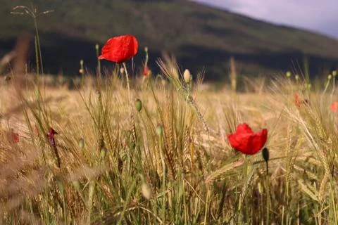 Wheat field Stock Photos