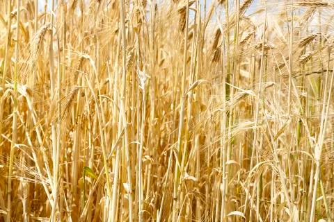 Wheat in the field Stock Photos