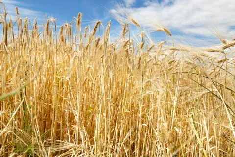 Wheat in the field Stock Photos