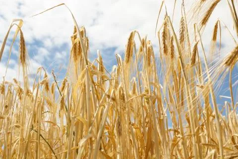Wheat in the field Stock Photos