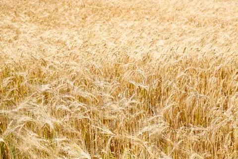 Wheat in the field Stock Photos