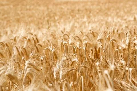 Wheat in the field Stock Photos