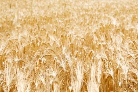 Wheat in the field Stock Photos