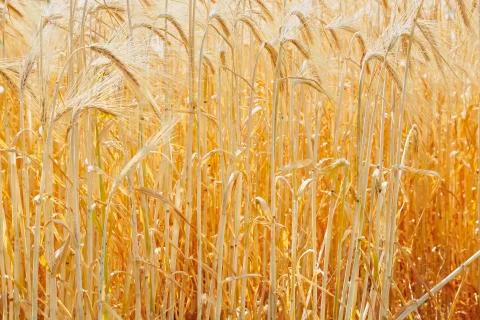 Wheat in the field Stock Photos