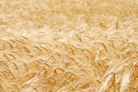 Wheat in the field Stock Photos