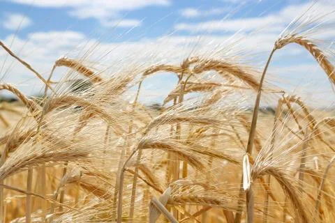 Wheat in the field Stock Photos