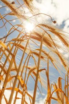 Wheat in the field Stock Photos