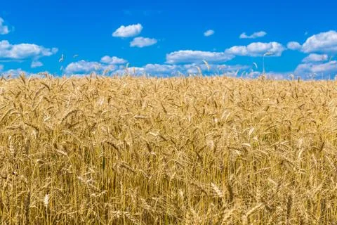 A wheat field Stock-Fotos