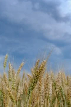 Wheat field Stock Photos