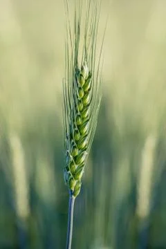 Wheat field Stock Photos