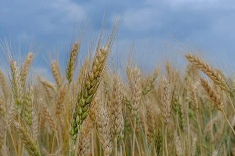 Wheat field Stock Photos