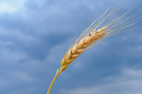 Wheat field Stock Photos