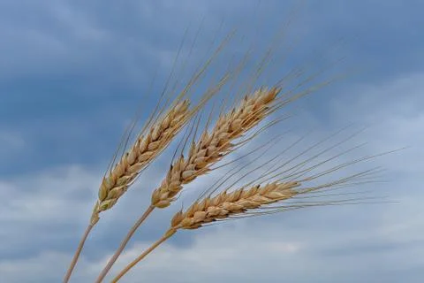 Wheat field Stock Photos