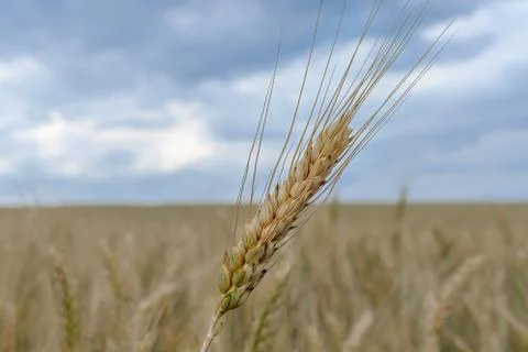 Wheat field Stock Photos