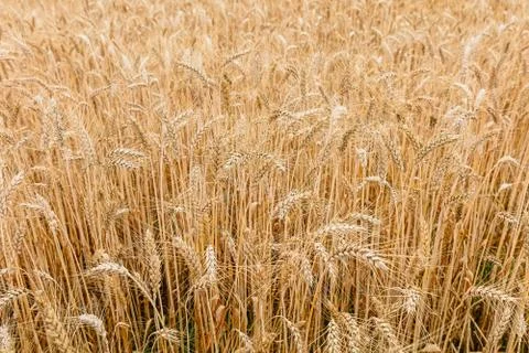 Wheat field Stock Photos