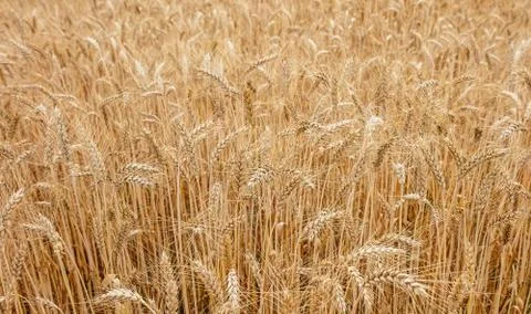 Wheat field Stock Photos