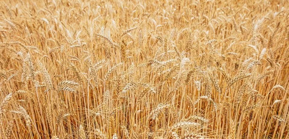 Wheat field Stock Photos